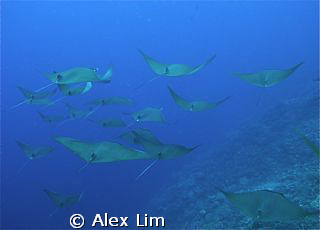 Pgymy devil rays on their morning cruise. D300/S&S/Inon240s by Alex Lim 